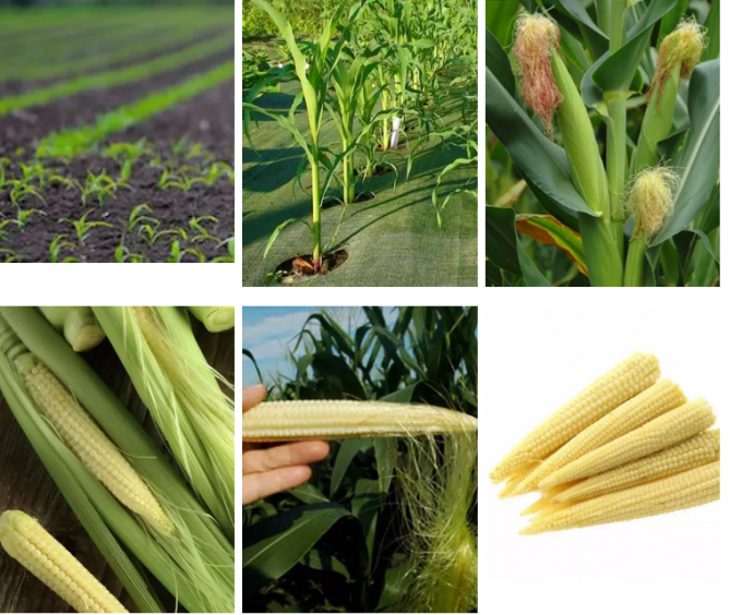 Peeled 454g Canned Fruits Vegetables Canned Baby Corn In Brine